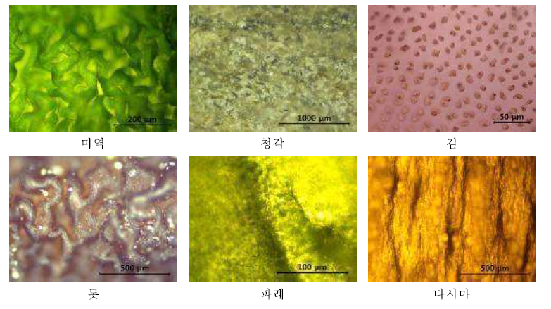 광학현미경을 이용한 해조류 형상 관찰 결과