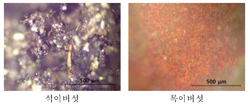 광학현미경을 이용한 버섯류 형상 관찰 결과