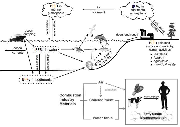 Pathway of human exposure on BFRs