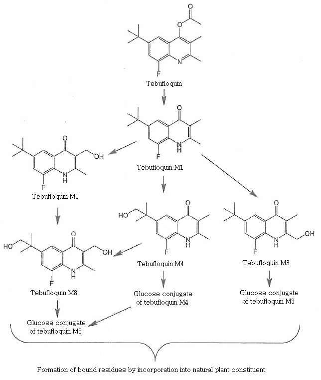 Proposed metabolic pathways of tebufloquin in rice plant