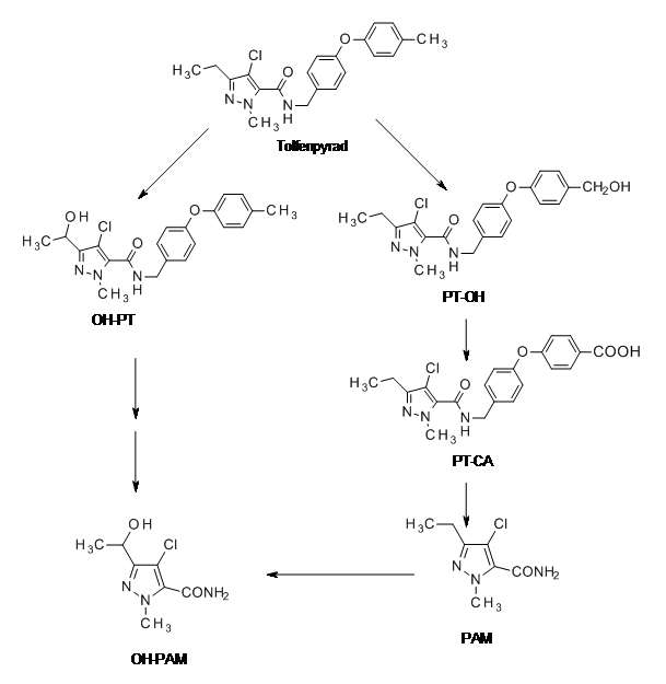 Proposed metabolic pathways of tolfenpyrad in plant