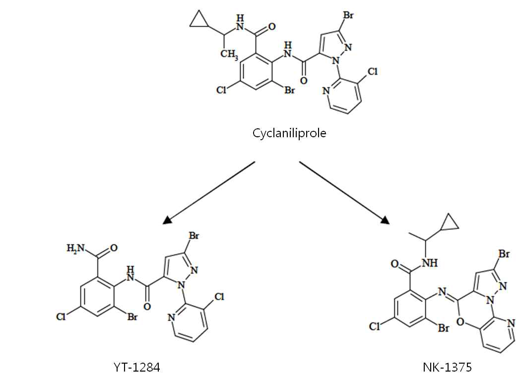 Proposed metabolic pathways of cyclaniliprole in plant