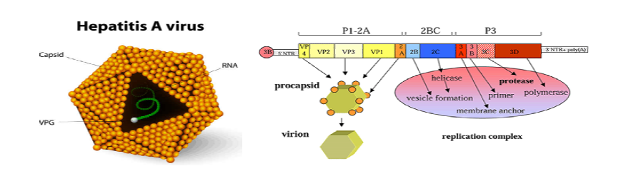 A형 간염바이러스의 형태 및 유전자 구조
