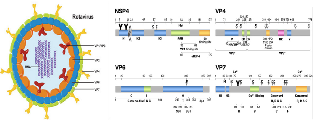 로타바이러스의 구조와 유전물질 정보