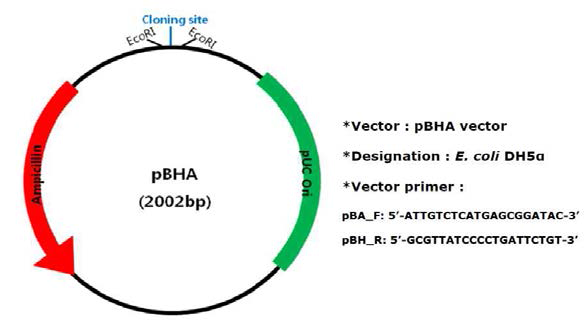 pBHA vector의 multi-cloning site와 map