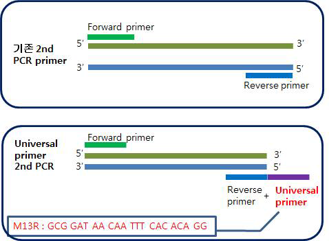 M13R universal primer 제작 방식
