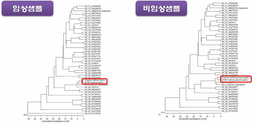 노로바이러스 GII의 기존 시험법과 M13R universal primer 적용 시험법 결과의 일치성