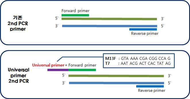 T7F 및 M13F primer 제작 방식
