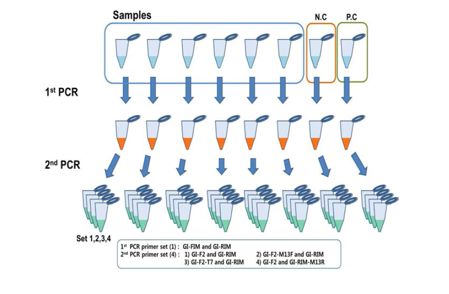 GI 신규 프라이머 민감도 비교를 위한 PCR 흐름도