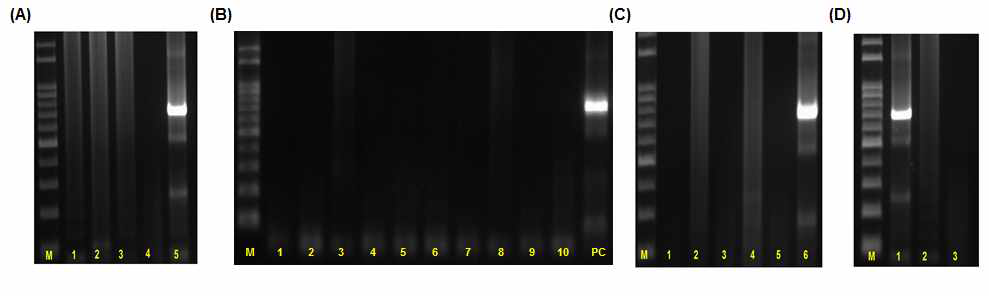 노로바이러스 표준화 GI Conventional RT-PCR 특이성 검증 전기영동 결과