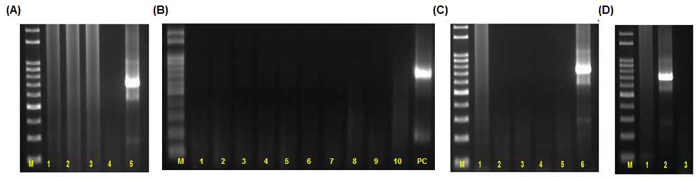 노로바이러스 표준화 GII Conventional RT-PCR 특이성 검증 전기영동 결과