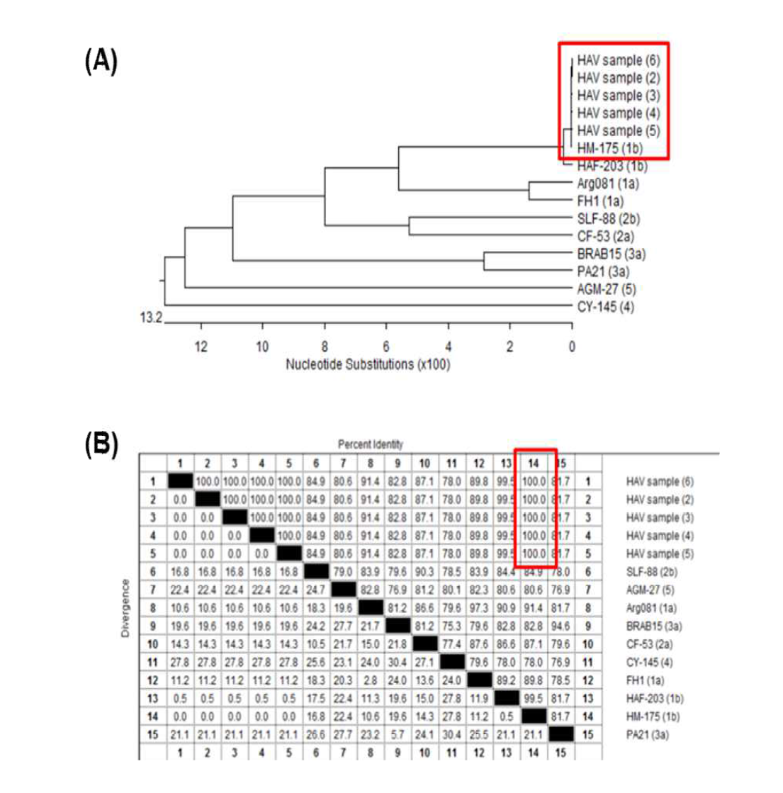 A형 간염바이러스 샘플의 염기서열분석 및 계통분석 결과