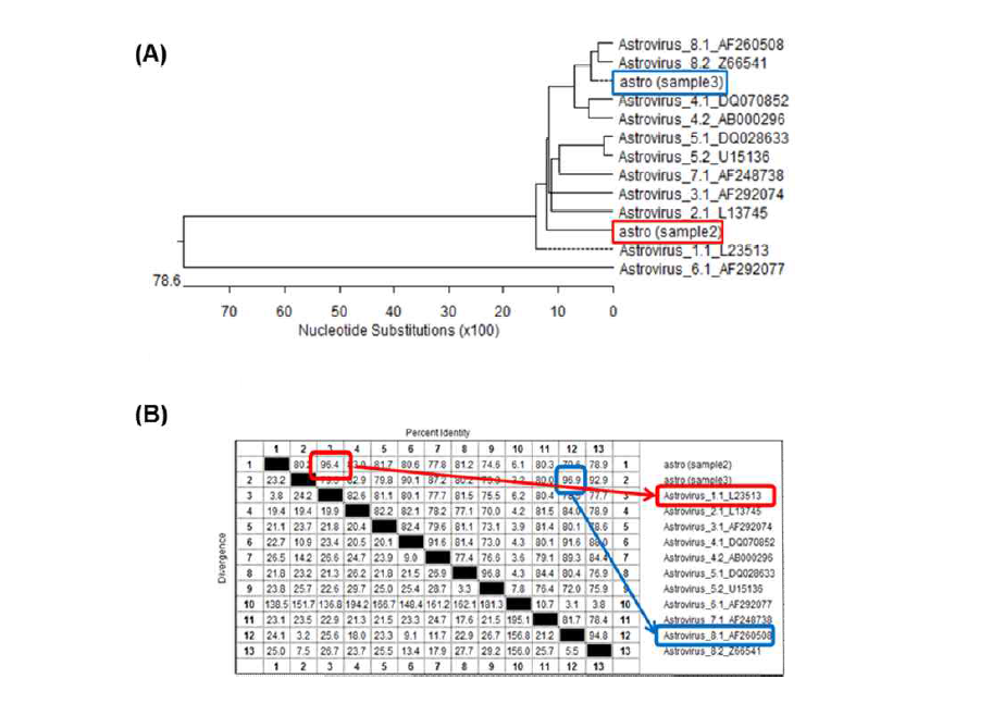 아스트로바이러스 샘플의 염기서열분석 및 계통분석 결과