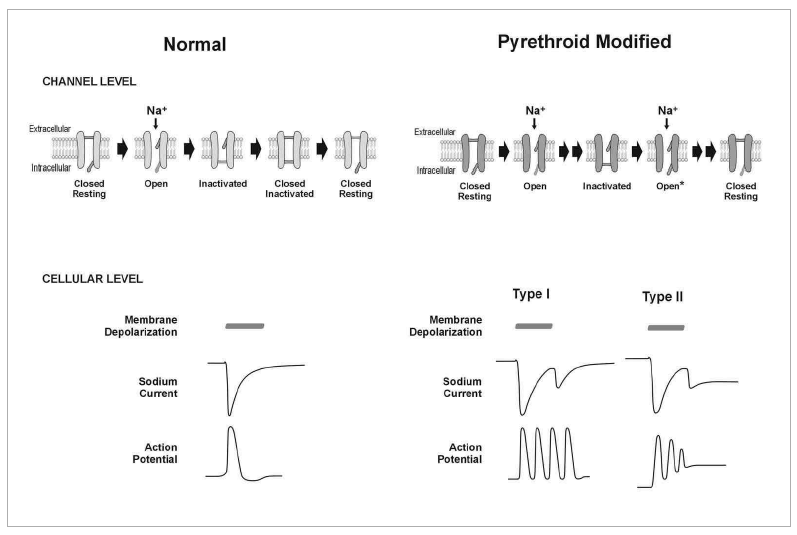 피레스로이드 농약이 Na channels에 미치는 영향(Shafer et al., 2005)