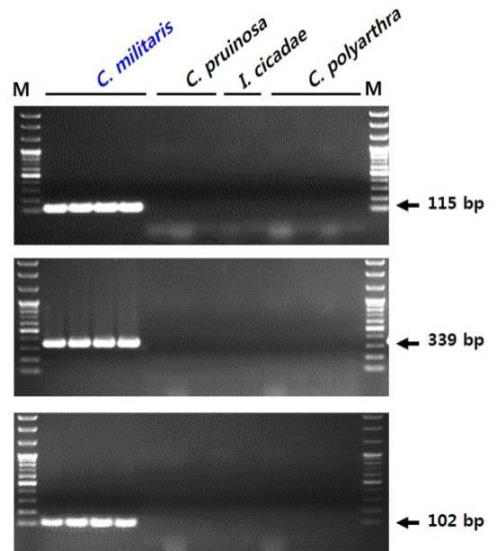 rDNA-ITS 염기서열 기반 밀리타리스동충하초(C. militaris) 종 판별용 SCAR 마커