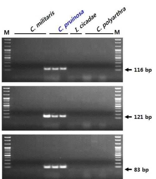 rDNA-ITS 염기서열 기반 붉은자루동충하초(C. pruinosa) 종 판별용 SCAR 마커