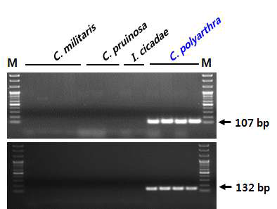 rDNA-ITS 염기서열 기반 눈꽃동충하초(C. polyarthra) 종 판별용 SCAR 마커