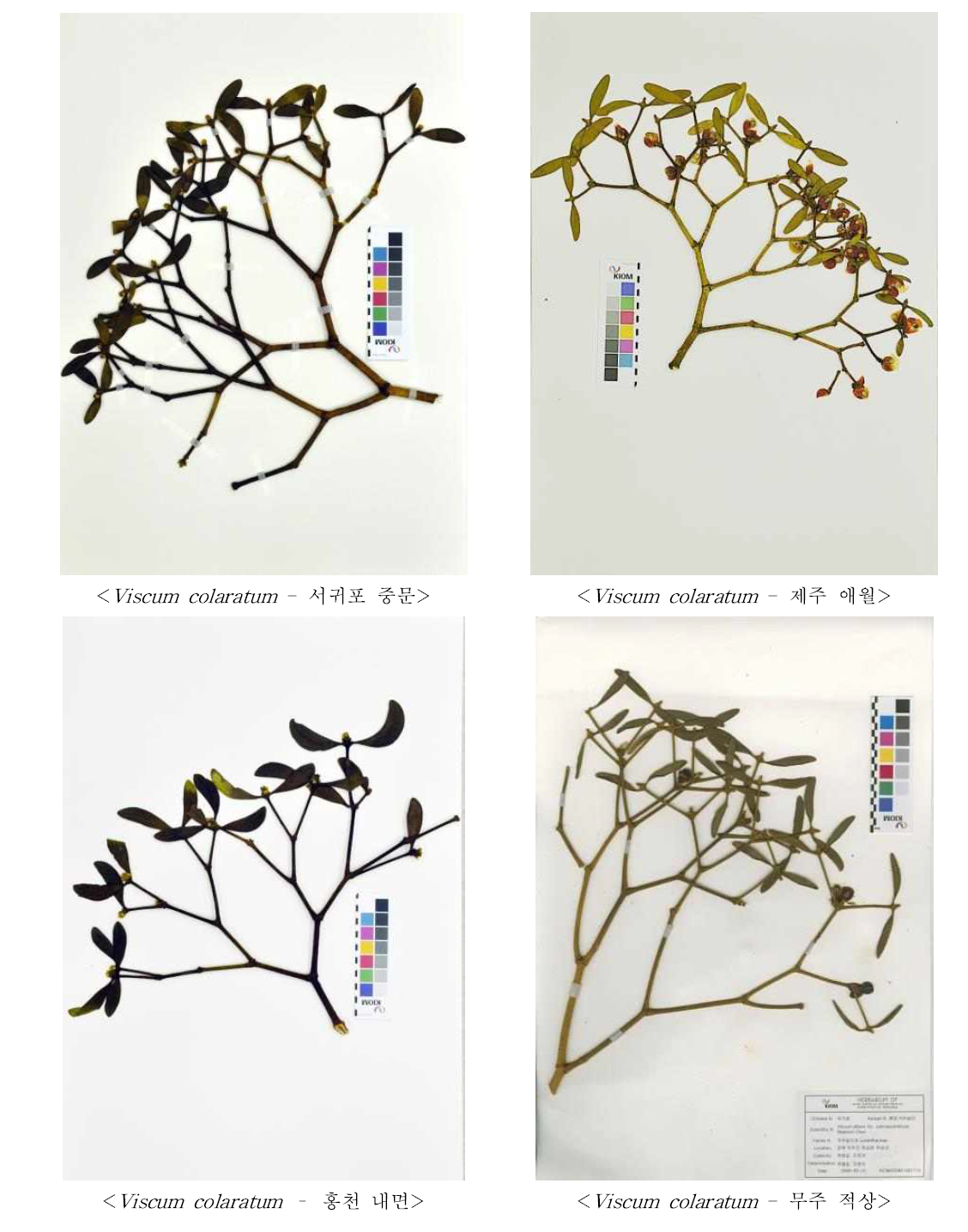겨우살이 기원식물 표본