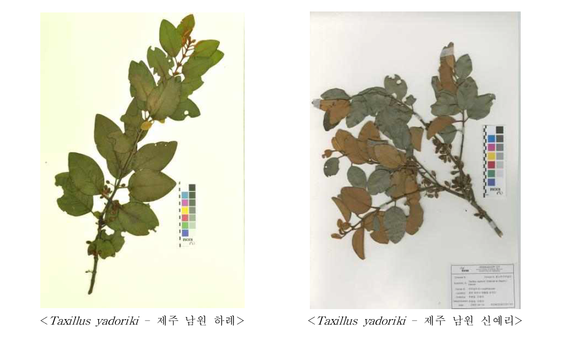 참나무겨우살이 기원식물 표본