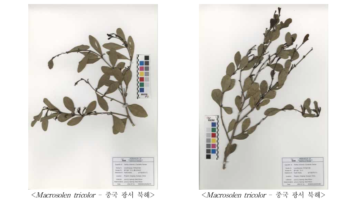 삼색초화 기원식물 표본