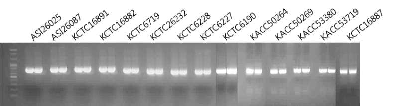 상황버섯류 rDNA-ITS DNA 바코드 부위 PCR 증폭산물