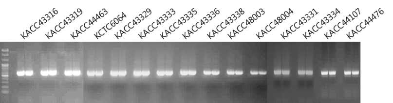 동충하초류 rDNA-ITS DNA 바코드 부위 PCR 증폭산물