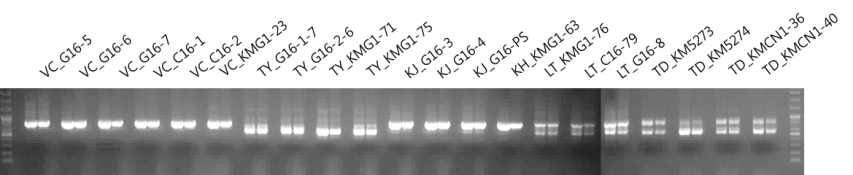 겨우살이류 rDNA-ITS DNA 바코드 부위 PCR 증폭산물