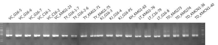 겨우살이류 ITS2 DNA 바코드 부위 PCR 증폭산물