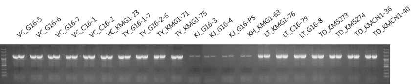 겨우살이류 matK DNA 바코드 부위 PCR 증폭산물