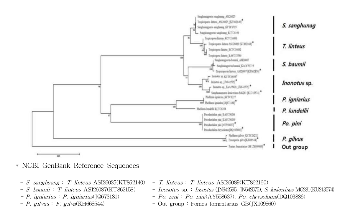 상황버섯류 rDNA-ITS DNA 바코드 부위 염기서열 기반 종간 유연관계