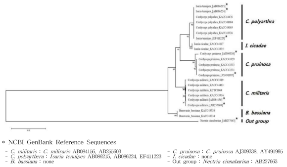 동충하초류 rDNA-ITS DNA 바코드 부위 염기서열 기반 종간 유연관계