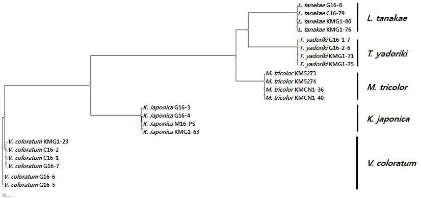겨우살이류 matK DNA 바코드 부위 염기서열 기반 종별 유연관계 (NJ tree).