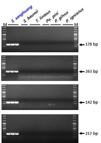 rDNA-ITS 염기서열 기반 상황버섯(S. sanghuang) 종 판별용 SCAR 마커
