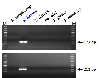 rDNA-ITS 염기서열 기반 장수진흙버섯(S. baumii) 종 판별용 SCAR 마커