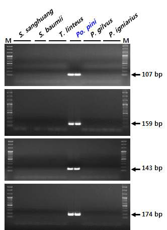 rDNA-ITS 염기서열 기반 낙엽송층버섯(Po. pini) 종 판별용 SCAR 마커