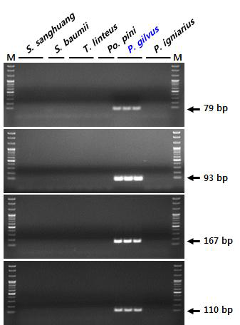 rDNA-ITS 염기서열 기반 마른진흙버섯(P. gilvus) 종 판별용 SCAR 마커