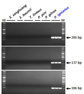 rDNA-ITS 염기서열 기반 말똥진흙버섯(P. igniarius) 종 판별용 SCAR 마커