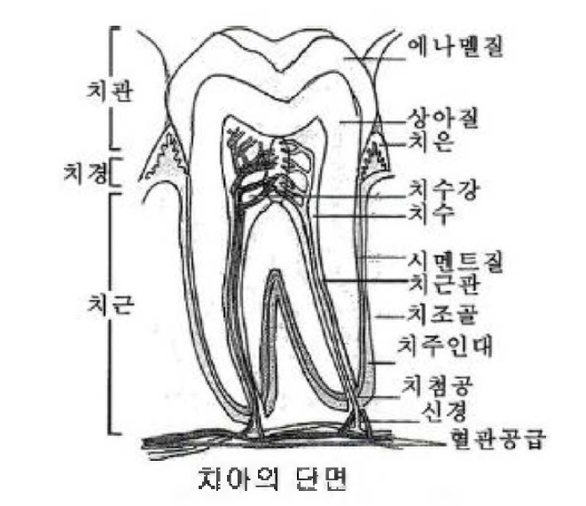 치아의 구조