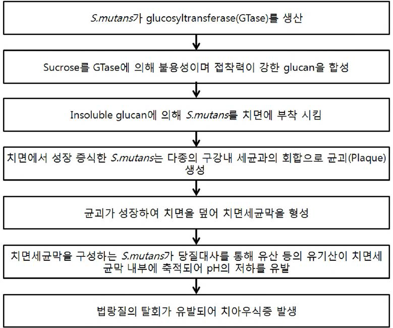 S. mutans 치아우식증 유발 기작