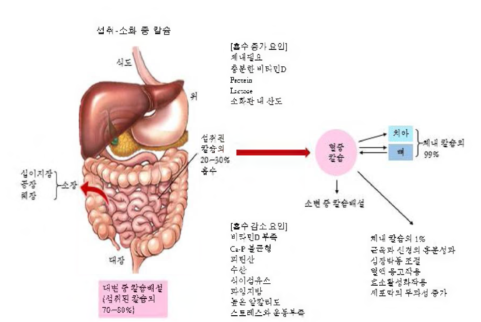 칼슘의 대사