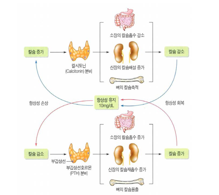 칼슘의 항상성