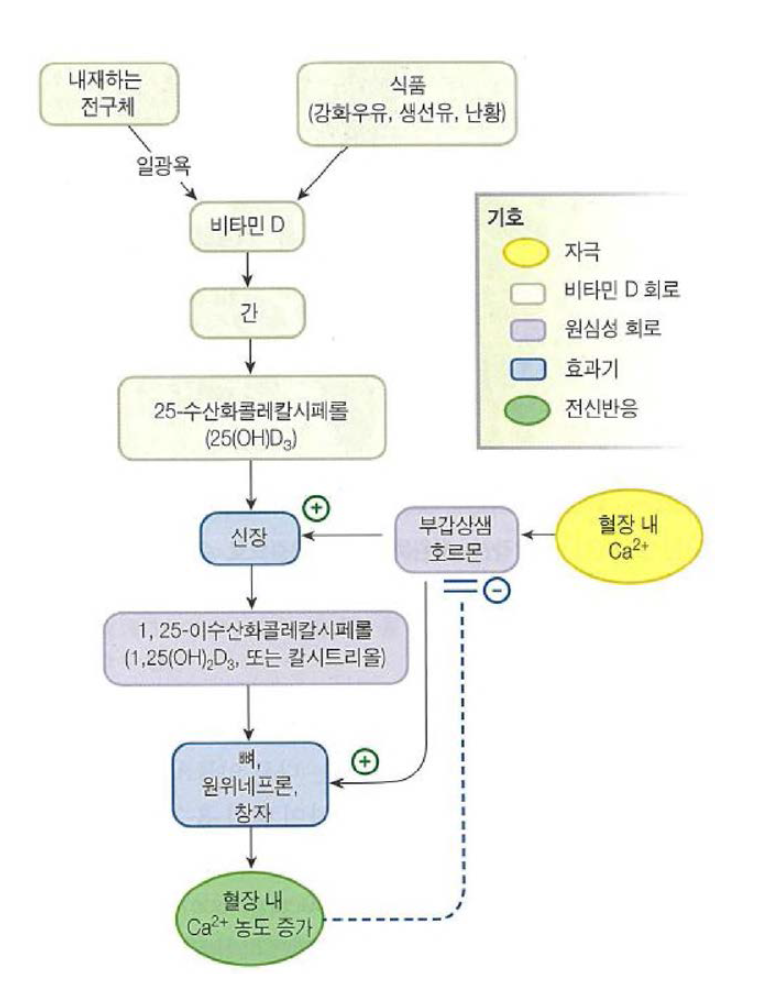 칼슘 균형의 내분비 조절