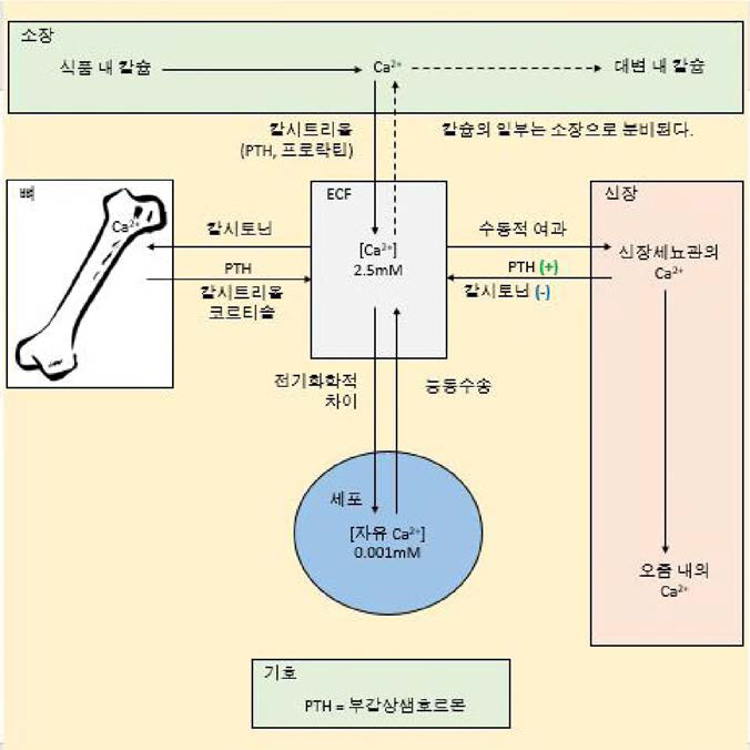 몸속의 칼슘 균형