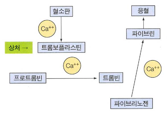 혈액 응고과정