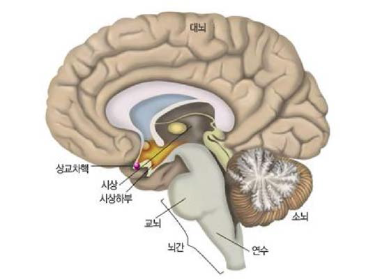 시상하부의 상교차핵(SCN)에 존재하는 생체시계