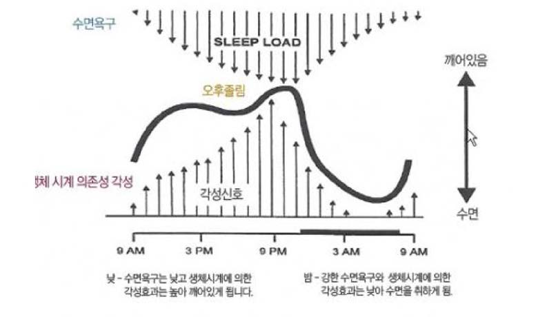 수면과 각성의 조절