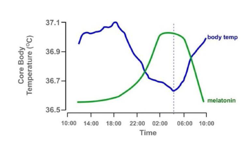 혈중 멜라토닌 농도와 심부체온의 하루주기리듬
