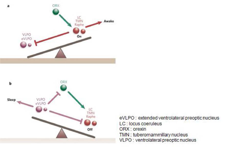 배가쪽시각교차앞핵(VLPO)의 활성에 의해 수면각성교대를 설명하는 flip-flop 스위 치 기전(a. 각성 시，b. 수면시 )