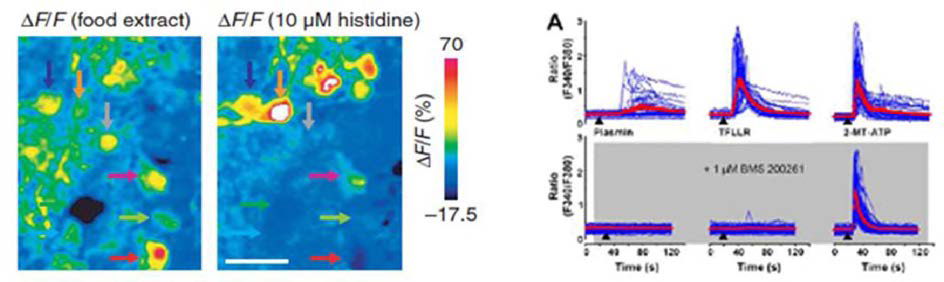 calcium imaging charaterization