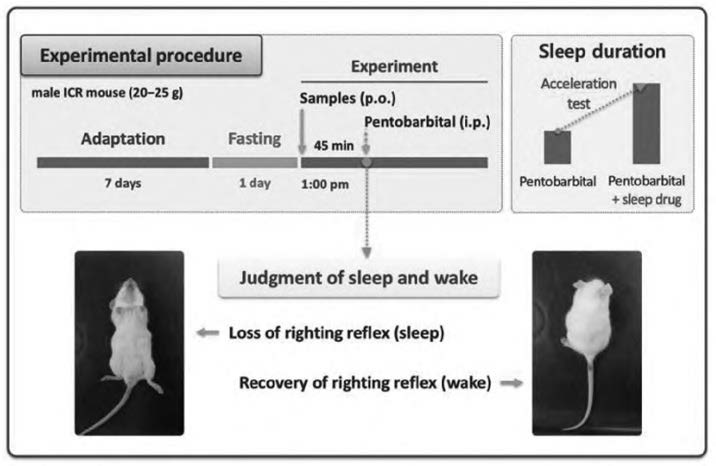 Pentobarbital 유도 수면시험